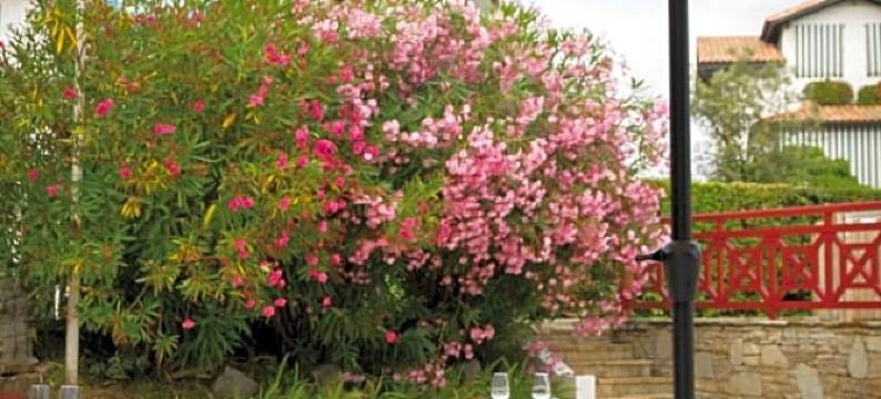 欧霍伊扎蓝色假日住宅酒店(Hôtel & Résidence Vacances Bleues Orhoïtza)图片