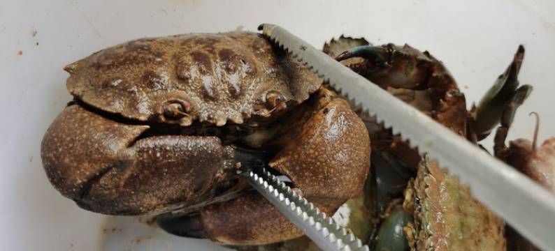 北港岛京卓民宿(海文大桥分店)图片