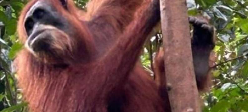 乌斯汀名古屋武吉劳朗旅馆(Ustin Nagoya Bukit Lawang Orangutan Trekking & Transport Only Book with us)图片