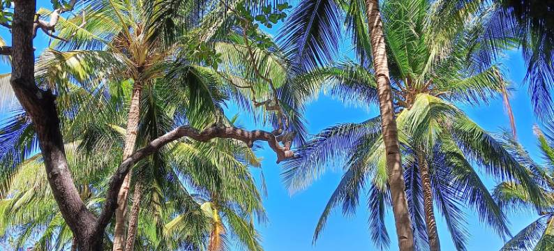 科拉琳海滩度假村及餐吧(Coraline Coast Beach Resort & Resto-Bar)图片