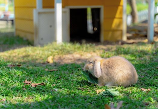 Luxury Farm House Hotel Overview