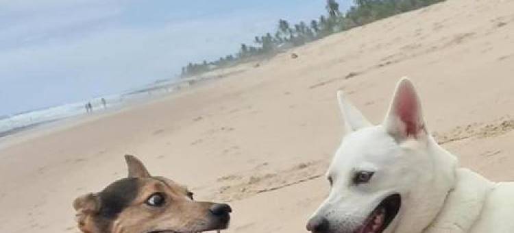 伊可民宿(EcoCasa Rio Sauípe 200 m da Praia)图片