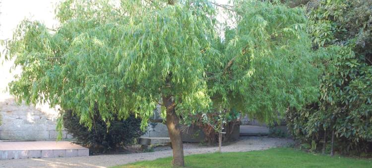 欧洲之家酒店(Logis Hotel l'Europe)图片