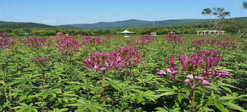 平南天天公寓图片