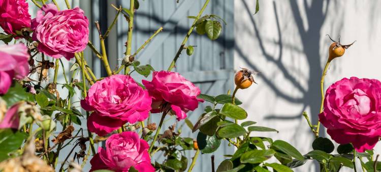 图尔南安巴夏亚因特尔酒店(The Originals City, Hôtel Ambacia, Tours Sud)图片