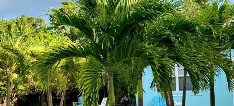 S1 BP 步行至海滩(S1 BP Steps to Beach)图片