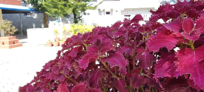 比斯拉姆酒店(Hotel Bishram)图片