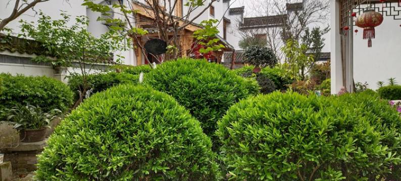 黄山客厅人家民宿(西溪南古村落)图片