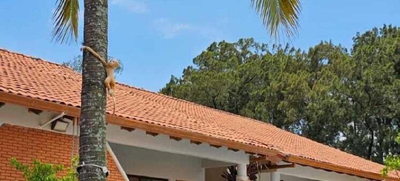 俄贝利斯科度假酒店(Apartotel Obelisco San José Aeropuerto)图片