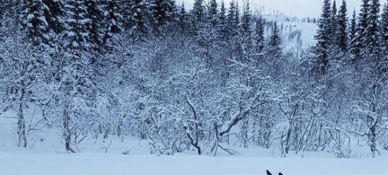 韦斯特瓦坦 - 极地小屋酒店(Vestvatn - Arctic Cabins)图片