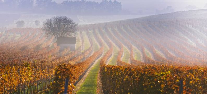 加斯霍夫足尔特劳伯旅馆(Gasthof Zur Traube)图片