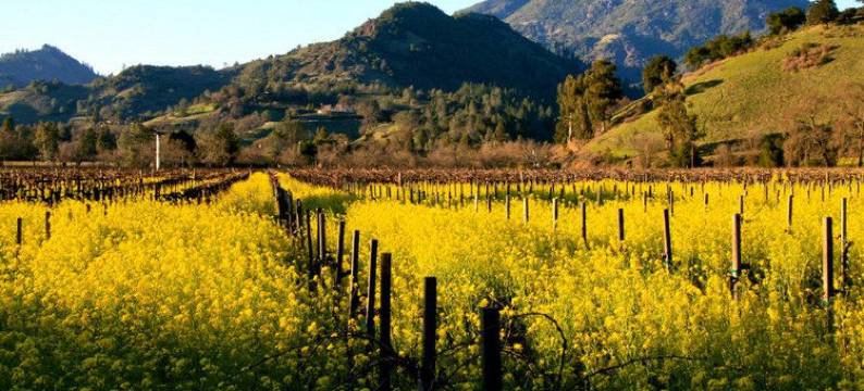 布兰南旅馆(Brannan Cottage Inn)图片