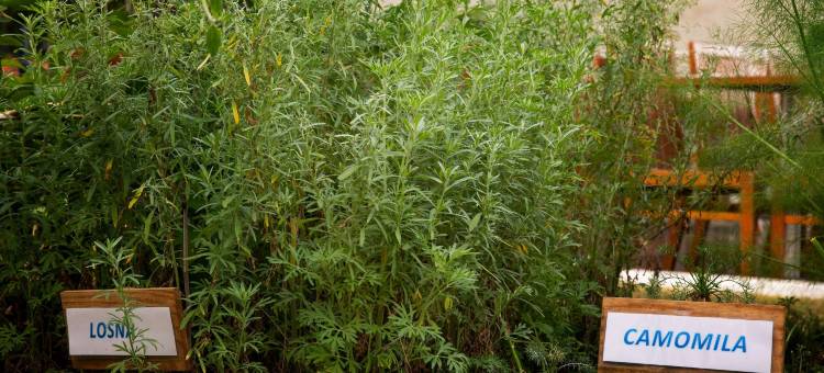 圣保罗莫伦比诺富特酒店(Novotel Sao Paulo Morumbi)图片