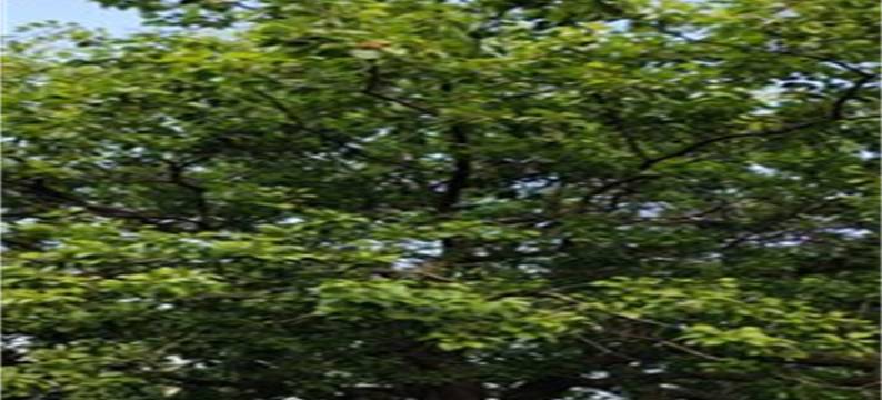 彩云阁公寓(统建街分店)图片