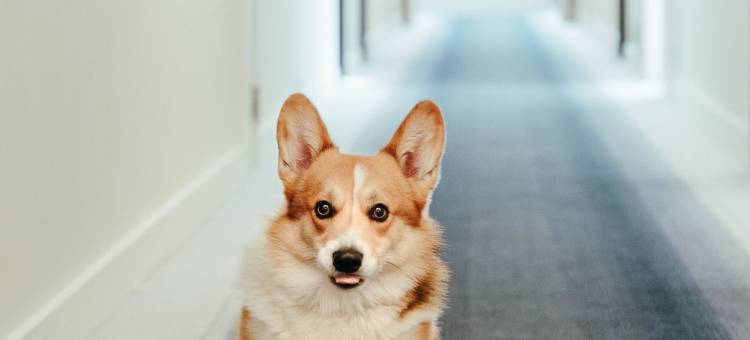 根特美仑酒店(Residence Inn Ghent)图片