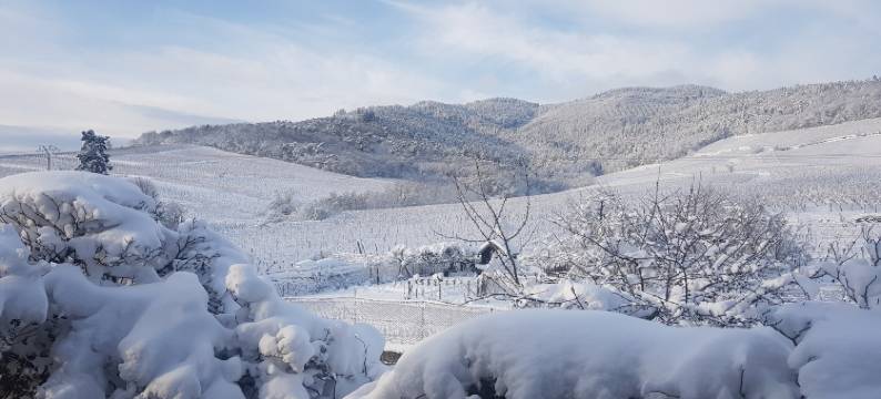 Apartment in Alsace near Haut-Koenigsbourg图片