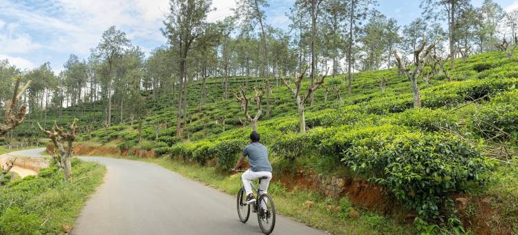 橄榄平房(Olive Bungalow)图片