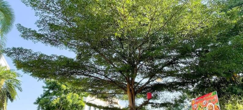 坦纳克兰塔酒店@清迈(Tamnak Lanta @Chiang Mai)图片