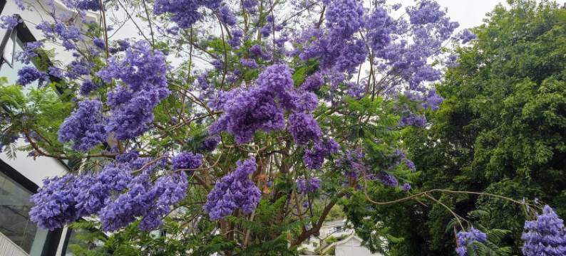 邛海观海落日熔金2民宿(航天大道分店)图片