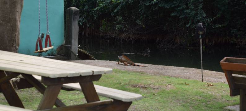 伯利兹斑博里奥旅馆(Bamboleo Inn Belize)图片