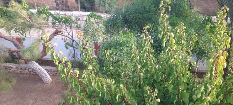 佩特拉海滩度假村(Hotel Petras Beach)图片