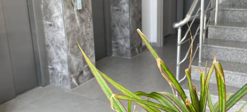 阿利亚客房酒店(Alya Rooms)图片