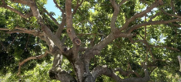 Machja领域(Domaine Machja)图片