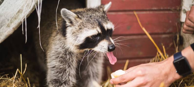 Hohenwarte Marskens农庄假日酒店(Hohenwarte Marskens Bondegårdsferie)图片