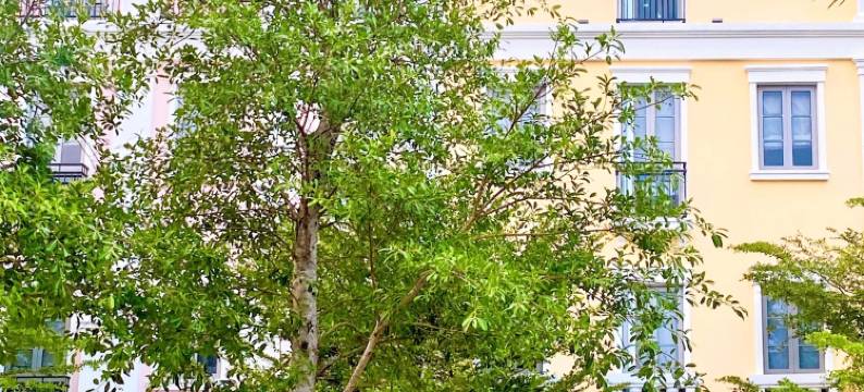 富国岛玫瑰之家(Maison D’Rose Phu Quoc)图片