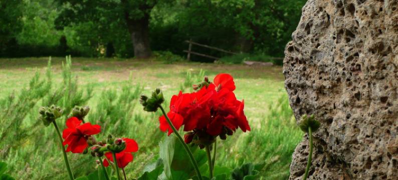 科利塔维农家乐(Agriturismo Colli di Travale)图片