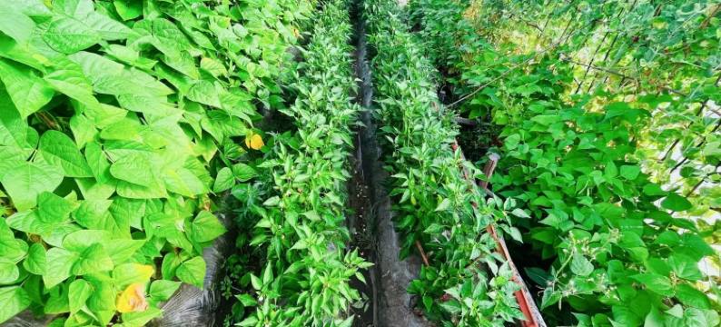 苗苗公寓(振兴街分店)图片