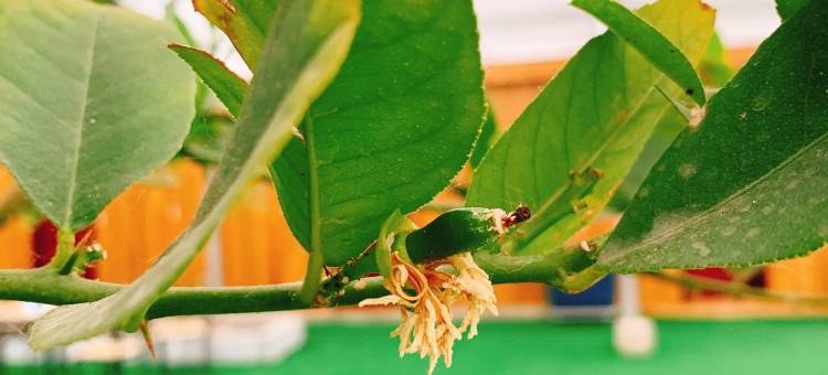 句容德兵家庭农场图片