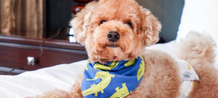 Joy Nostalg Hotel & Suites Manila Managed by The Ascott Limited图片