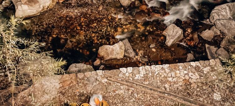 吉布什疯狂包装工旅馆(Madpackers Jibhi - of Streamsides & Waterfalls)图片