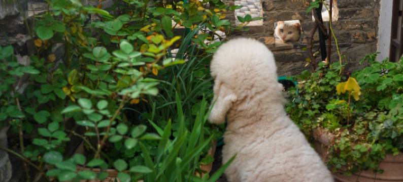 JessieCao客栈(星桥巷分店)图片