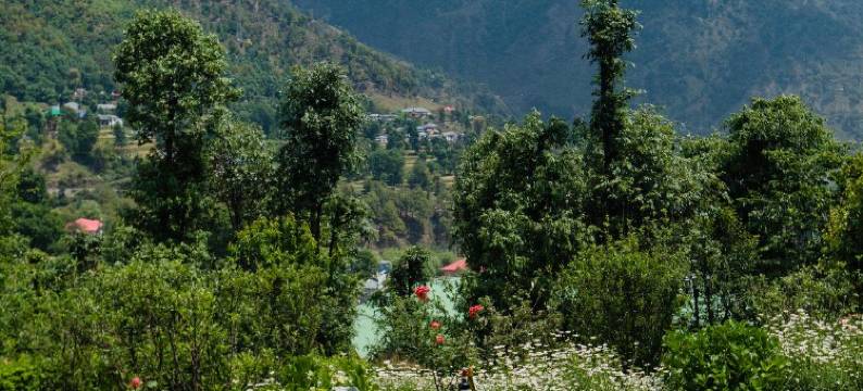 阿赖雅帕兰普尔(Araiya Palampur)图片