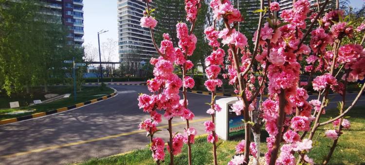 东戴河白金海海景公寓(滨海公路分店)图片