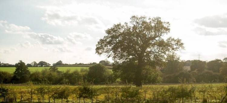 白马酒店(The White Horse Inn)图片