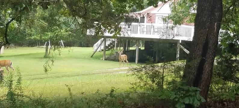 Beaver Lake Retreat near Rogers, Arkansas图片