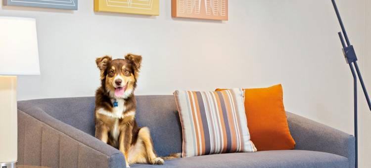 波士顿坎顿Homewood Suites by Hilton(Homewood Suites by Hilton Boston/Canton)图片