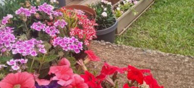 The Cottage on the Corner图片