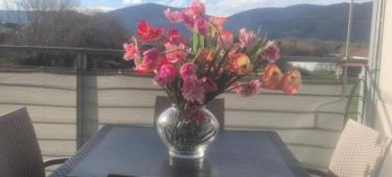 Marinella House图片