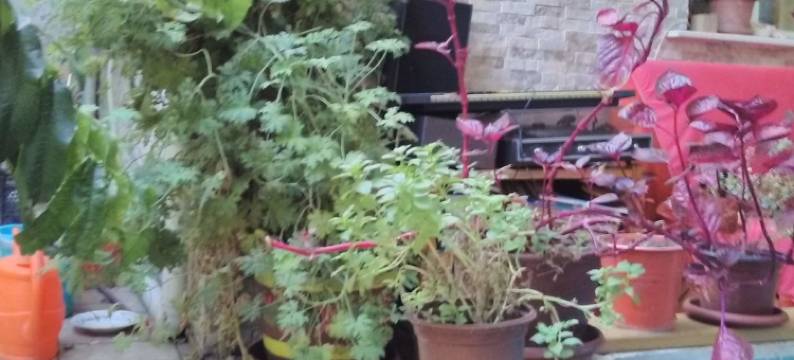 莲园旅舍(Lotus Garden Hostel Izmir)图片