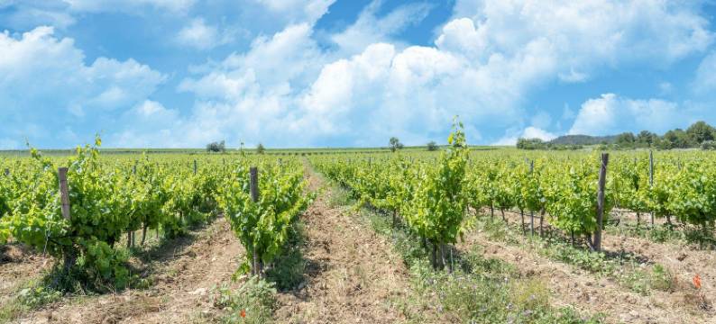 Spacious holiday home with private pool and park图片