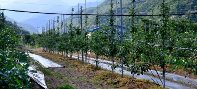 Yeongju Healing Story Pension图片