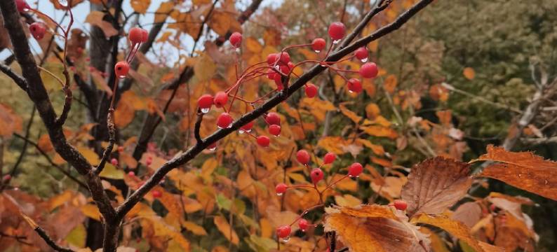 秦舍民宿(松石线分店)图片