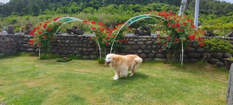 Jeju White Star Pension (Gueom-ri Salt Farm)图片
