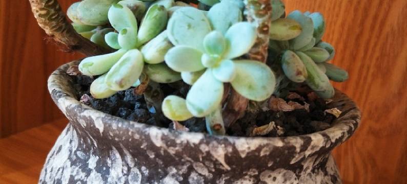 建三江鼎裕罗曼蒂克日租民宿(迎宾路分店)图片