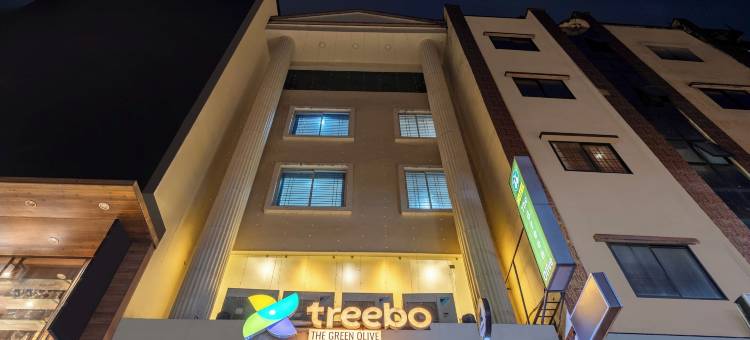 Treebo 绿橄榄(Treebo Green Olive)图片