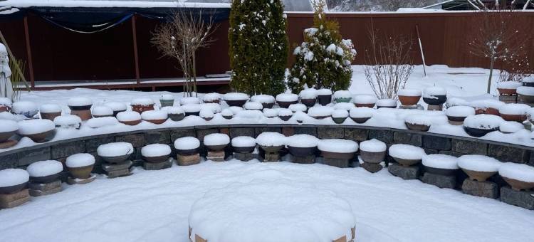 Sarah's Small Garden图片